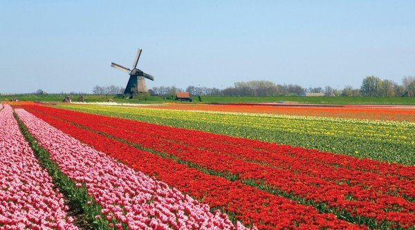 5 Taman Bunga di Indonesia yang Tidak Kalah Indah dari Keukenhof di Belanda